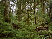 Cathedral Grove