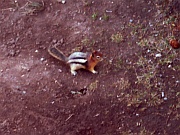 Chipmunk