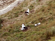 Royal Albatross Colony