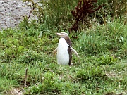 Yellow Eyed Penguin