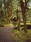 Lake Gunn Nature Walk