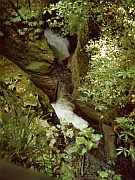 Aranui Bushwalk