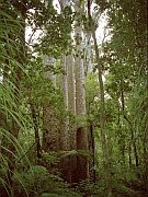 Trounson Kauri Forest