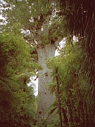 Tāne Mahuta