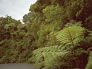 Waipoua Kauri Forest