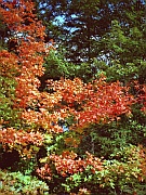 Indian Summer