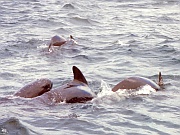 Pilot Whales