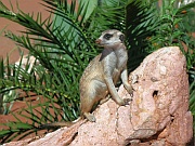 Erdmännchen