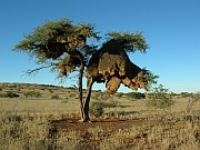 Webervogelnest