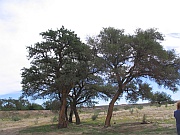 Kameldornbaum