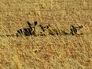 Löffelhunde