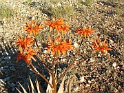 Aloe