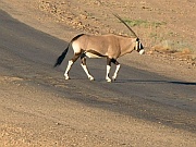 Oryxantilope