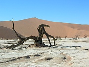 Dead Vlei