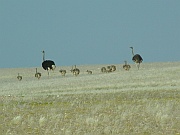 Straussenfamilie