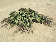 Welwitschia mirabilis