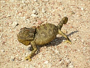 Chamäleon