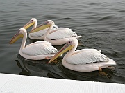 Pelikane