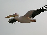 Pelikan