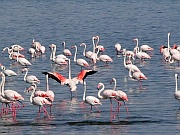 Flamingos