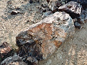 Petrified Forest