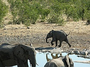 Kleiner Elefant