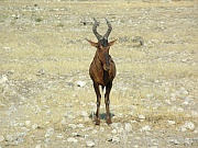 Kuhantilope
