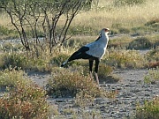 Sekretärvogel