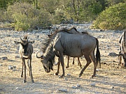 Gnus