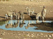 Zebras