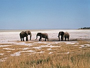 Elefanten