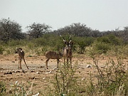 Kudus