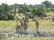 Giraffenherde