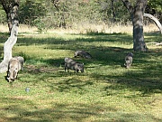Warzenschweine