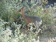 Damara Dik-dik