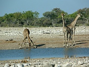 Giraffen