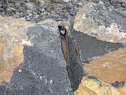 Blaukehlige Eidechse
