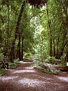 Los Tilos