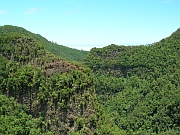 Los Tilos