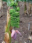 Bananenstaude