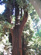 Redwoods