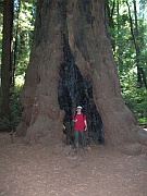 Redwoods