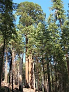 Redwoods