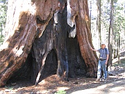 Redwoods