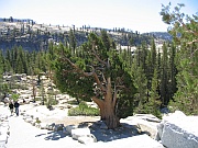 Olmsted Point