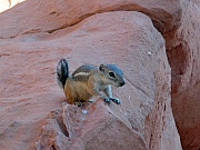 Ground Squirrel