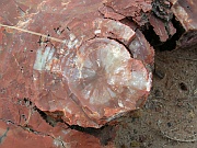 Giant Logs