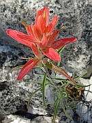 Indian Paintbrush