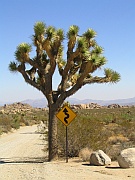 Joshua Tree