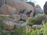 Bighorn Sheep